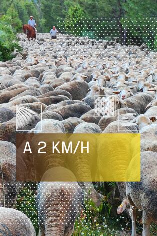 A 2 km/h