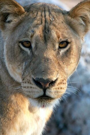 Depredadores. Depredadores: Leones