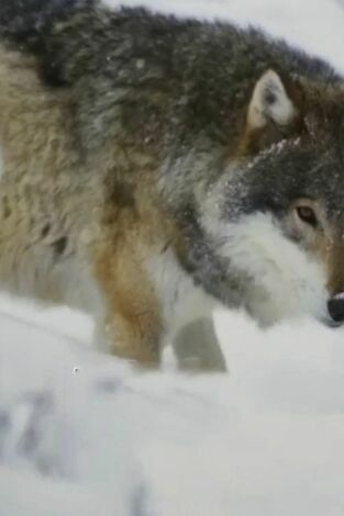 Mi familia vive en Alaska. T(T10). Mi familia vive... (T10): Los Wolfpack contra el lobo
