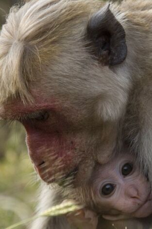 Monkey City. Monkey City: Hacia las tierras baldías