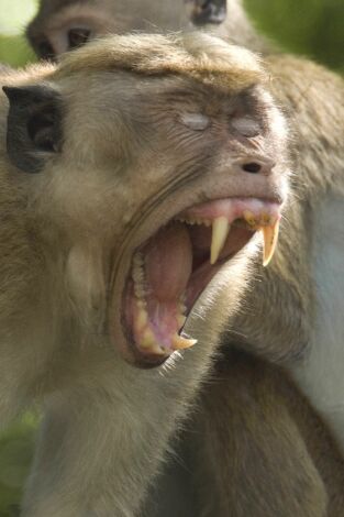 Monkey City. Monkey City: El retorno del rey