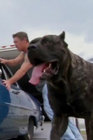 Carreras ilegales: Memphis. T(T2). Carreras... (T2): Chicos malos