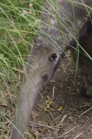 El zoo del Bronx. El zoo del Bronx: Velcro el Increíble