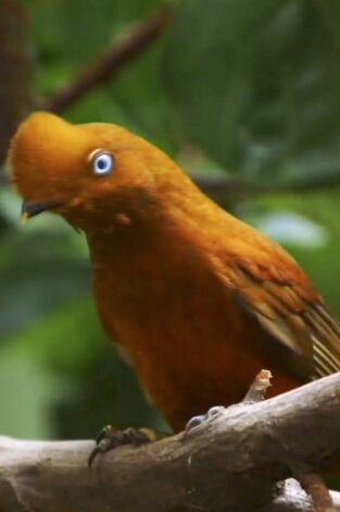 El zoo del Bronx. El zoo del Bronx: Una chica nueva en el barrio