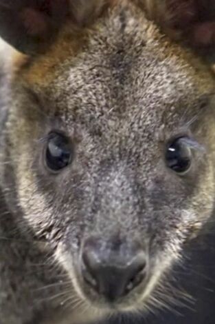 El zoo del Bronx. El zoo del Bronx: Un ualabí en la ciudad