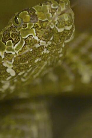 El zoo del Bronx. El zoo del Bronx: Serpientes a diestro y siniestro