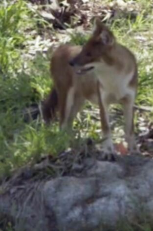 El zoo del Bronx. El zoo del Bronx: Perros salvajes en movimiento