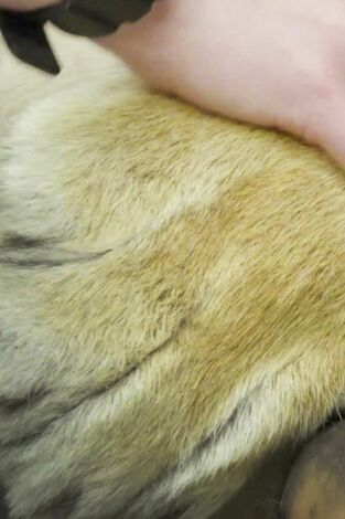 El zoo del Bronx. El zoo del Bronx: Un tigre acude al dentista