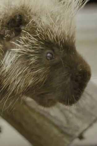 El zoo del Bronx. El zoo del Bronx: Cita a ciegas entre puercoespines