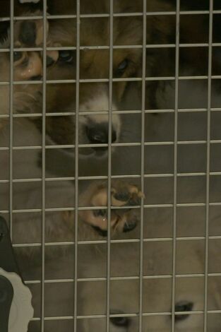 Control de fronteras: Suecia. T(T2). Control de... (T2): Ep.8