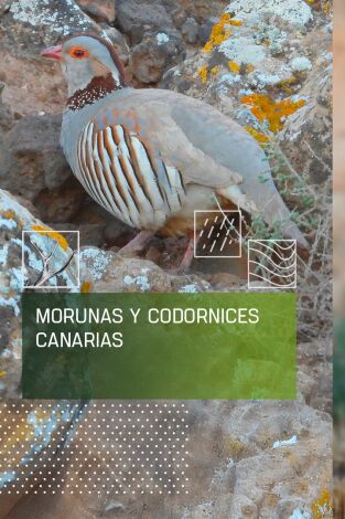 Morunas y codornices canarias