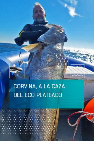 Corvina, a la caza del eco plateado