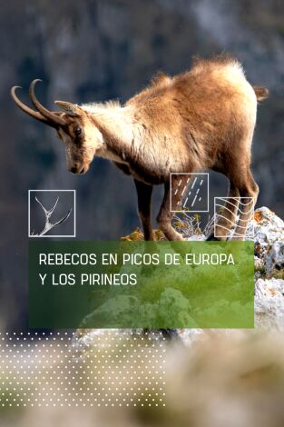 Rebecos en Picos de Europa y los Pirineos