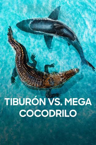 Tiburón vs. mega cocodrilo