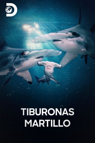 Tiburonas martillo
