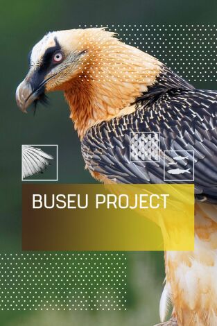 Buseu Project