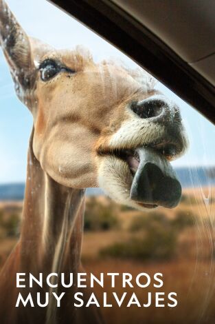 Encuentros muy salvajes