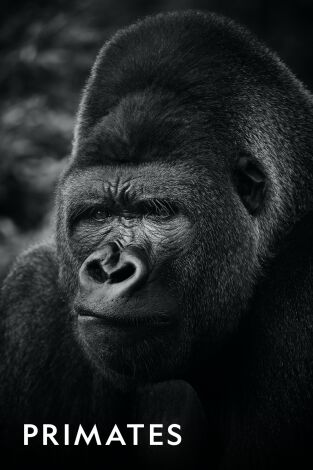 Primates. Primates: El bosque del mono dorado