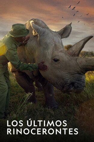 Los últimos rinocerontes