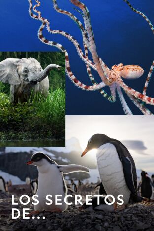 Los secretos de.... Los secretos de...: La colmena