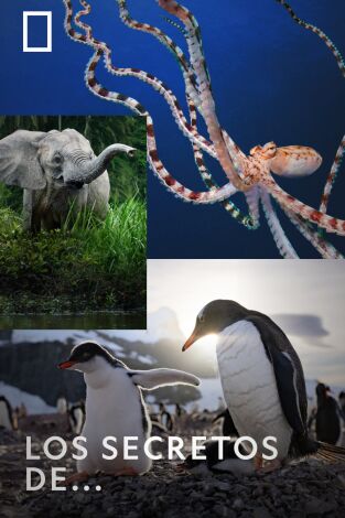 Los secretos de...