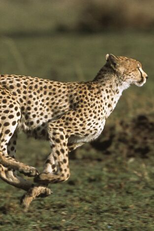 Diario de los grandes felinos. Diario de los grandes felinos: Ep.5