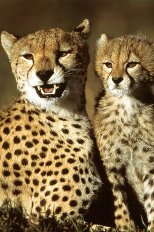 Diario de los grandes felinos. Diario de los grandes felinos: Ep.6