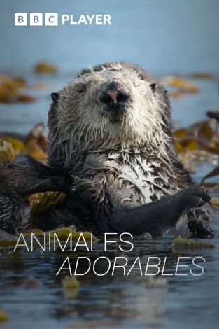 Animales adorables