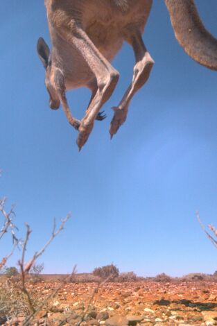 La vida en el aire. La vida en el aire: Desafiar la gravedad