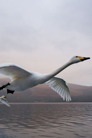 La vida en el aire. La vida en el aire: Maestros del cielo