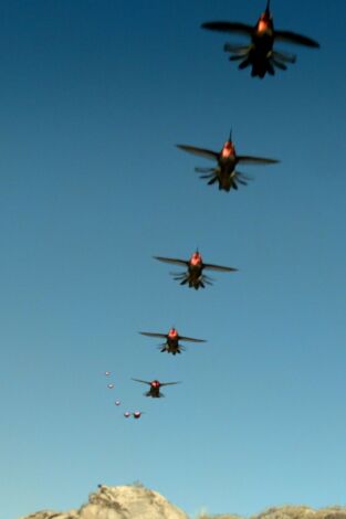 La vida en el aire. La vida en el aire: Cielos abarrotados