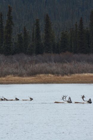 Vida bajo cero. Vida bajo cero: Ep.1