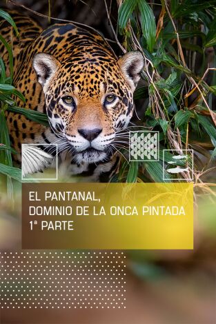 El pantanal, dominio de la Onca Pintada I