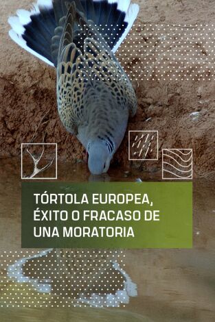 Tórtola Europea, éxito o fracaso de una moratoria