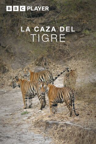 La caza del tigre