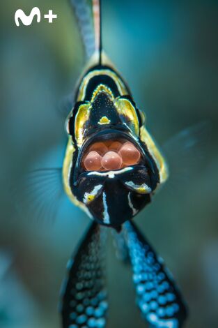 Cómo se hizo Parenthood. Cómo se hizo Parenthood: Ep.5