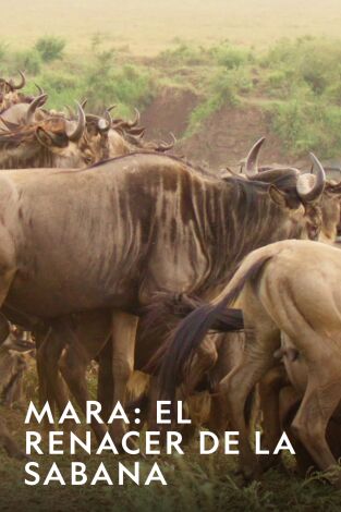 Mara: el renacer de la Sabana