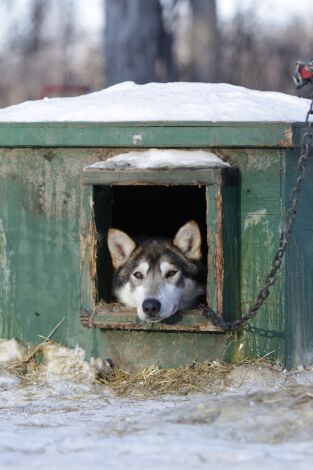 Vida bajo cero. Vida bajo cero: Rastro de lobos