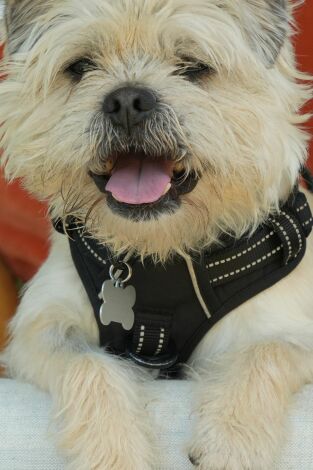 The Dog House. T(T7). The Dog House (T7): Ep.3