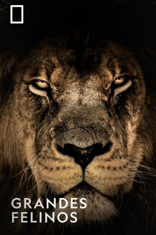 Grandes Felinos
