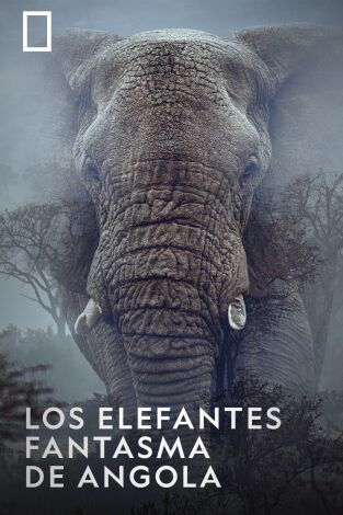 Los elefantes fantasma de Angola
