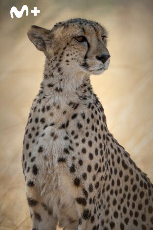 Felinos noche y día. Felinos noche y día: La persecución