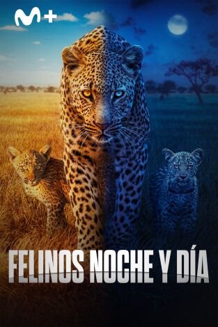 Felinos noche y día. Felinos noche y día 