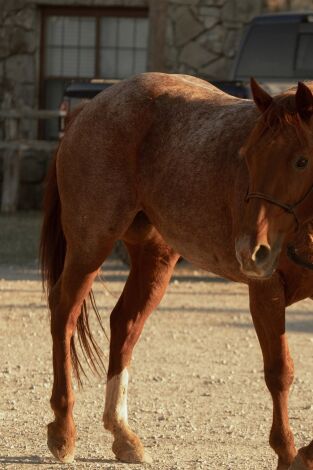 Dutton Ranch. T(T1). Dutton Ranch (T1): Ep.5 Encuentra la paz en paz