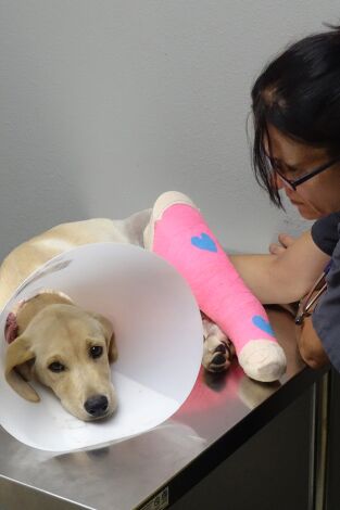 Veterinario en apuros. Veterinario en apuros: Un largo camino a casa