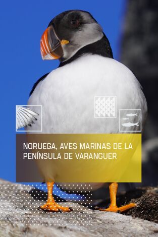 Noruega, aves de la península de Varenger