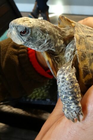 Veterinario en apuros. Veterinario en apuros: La última esperanza