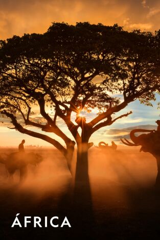 ÁFrica. ÁFrica: El asombroso tejón de la miel