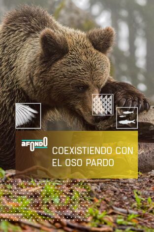 A fondo. A fondo: Coexistiendo con el oso pardo