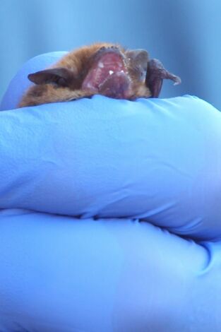 El escarabajo verde. El escarabajo verde: Víctimas del ruido